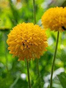 Gaillardia, Golden Beauty flower
