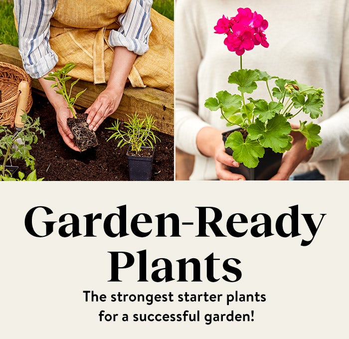 Garden Ready Plants - The Strongest Starter Plants for a Successful Garden!