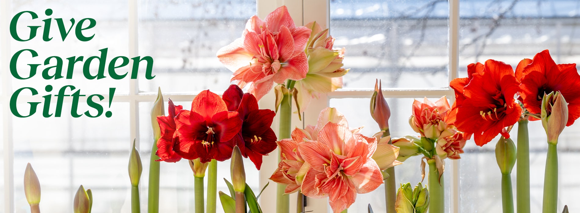 Burpee Holiday Gift Guide - Amaryllis flowers