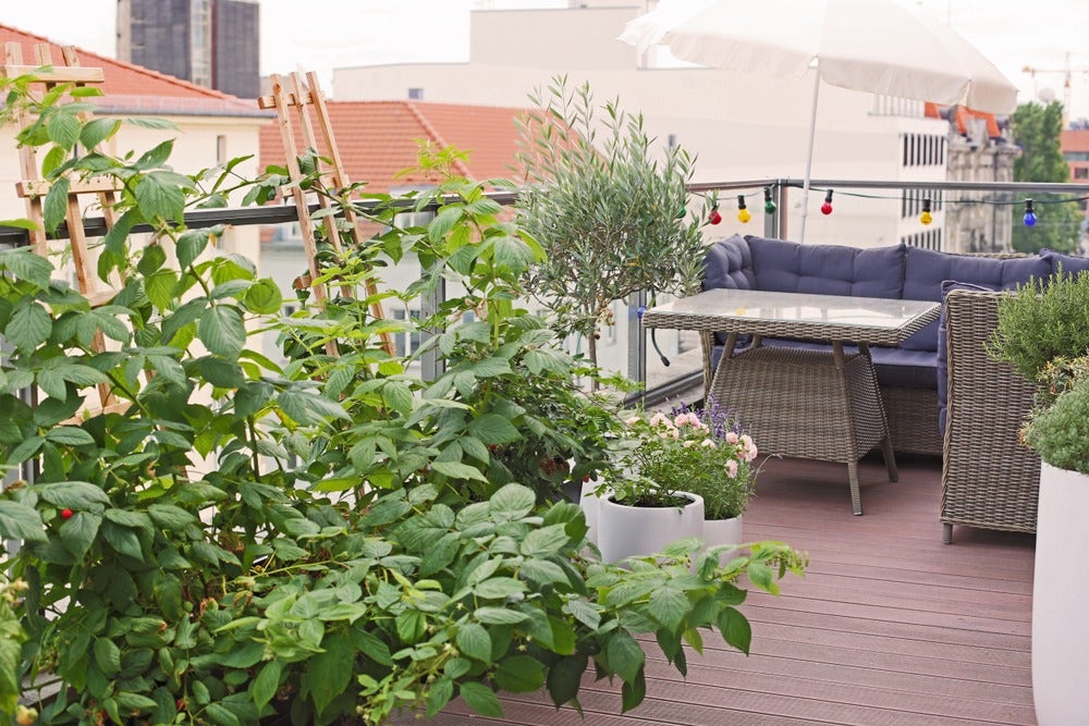 A small patio garden with plants in containers and an outdoor sofa and table. 